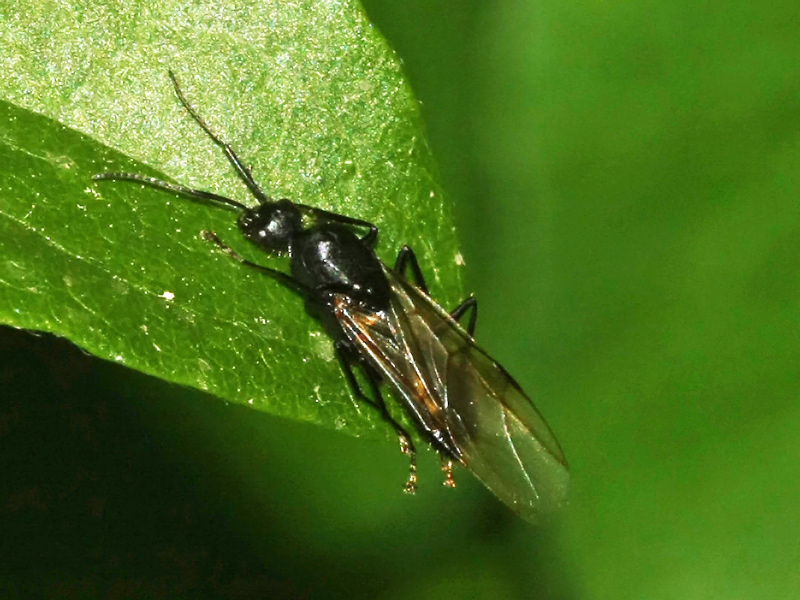 unknown wasp? No. Maschio di formica Camponotus